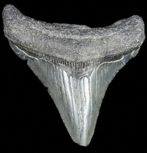 Juvenile Megalodon Tooth - South Carolina #54188